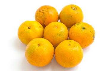 Orange shogun, it is endemic in Thailand