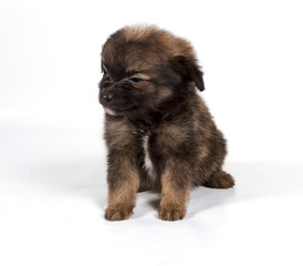 chihuahua puppy in front of a white background