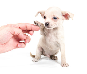 chihuahua puppy in front of a white background