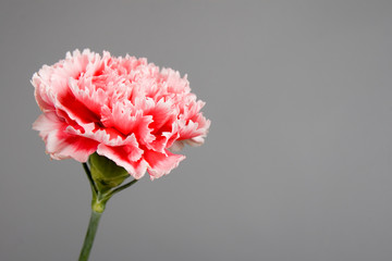 Carnation