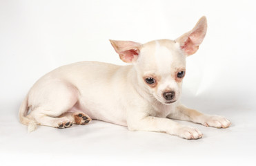 Chihuahua puppy on white background