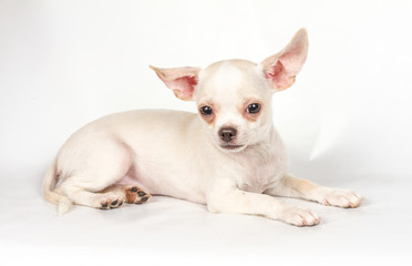 Chihuahua puppy on white background