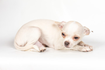 Fototapeta na wymiar Chihuahua puppy on white background