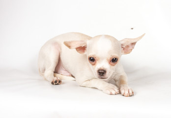 Chihuahua puppy on white background