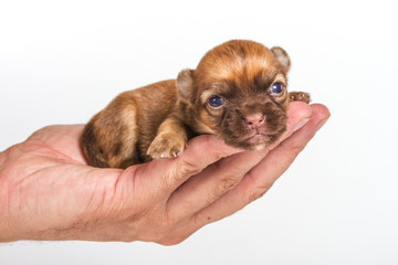 Chihuahua puppy on white background