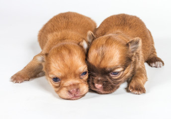 Chihuahua puppy on white background