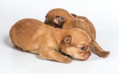 Chihuahua puppy on white background