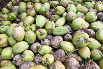 Coconut pile