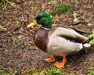 Mallard Duck in Pond