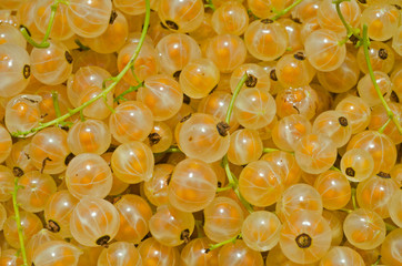 Berries of yellow currant 7
