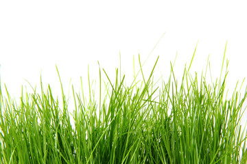 spring aeastr green grass isolated on the white background