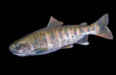Fototapeta premium Small salmon 7