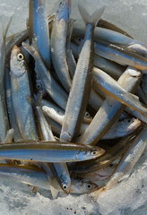 Catch on winter fishing 14