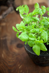 Fresh basil