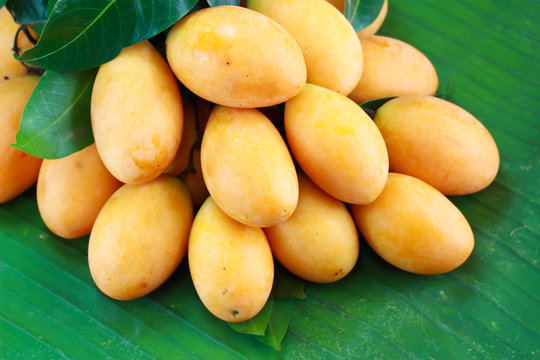 Exotic Thai Fruit. Maprang, Marian plum, Marian mango