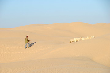 Fototapeta na wymiar sahara occidental berger et ses moutons 2