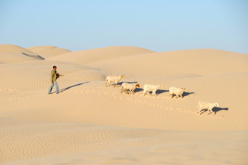 Fototapeta na wymiar sahara occidental berger et ses moutons