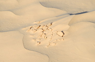 sahara occidental forme de sable