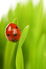 ladybug sitting on the blade of grass