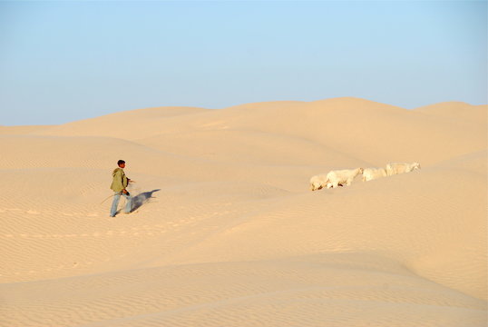 sahara occidental berger et ses moutons 2