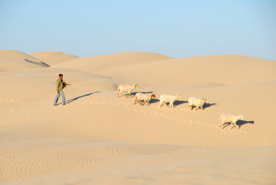 sahara occidental berger et ses moutons