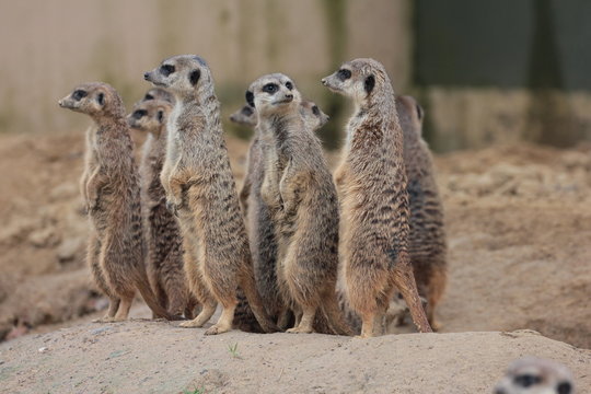 Erdm&auml;nnchen