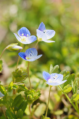 オオイヌノフグリ