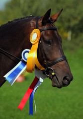 A beautiful winner dressage horse