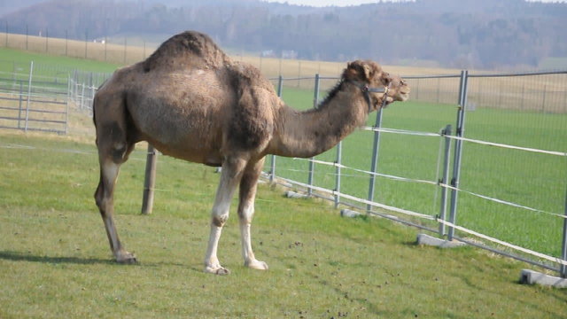 Kamel