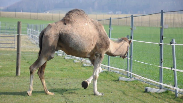 Kamel
