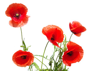 Obraz premium beautiful red poppies