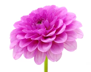Printed kitchen splashbacks Dahlia Pink flower