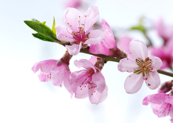 pink blossoms