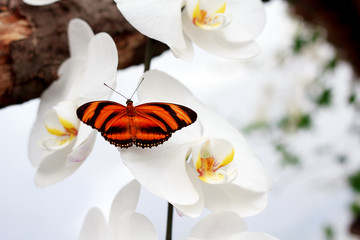Fototapeta na wymiar Butterfly on White Orchid
