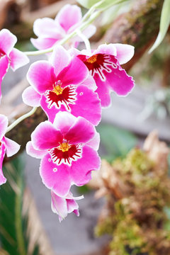 Blossoming Pink Orchid