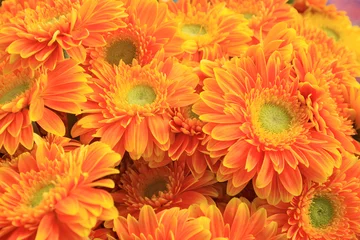 Foto auf Acrylglas Gerbera gerbera flowers