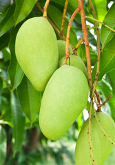 Mango tree