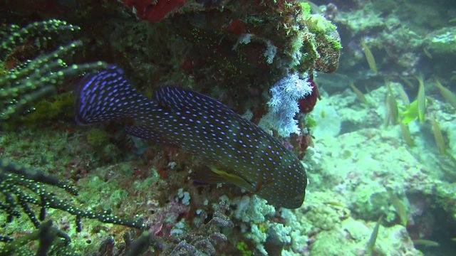 m&eacute;ro et son r&eacute;cif