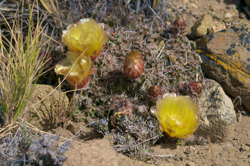 Cactus in wildness in America