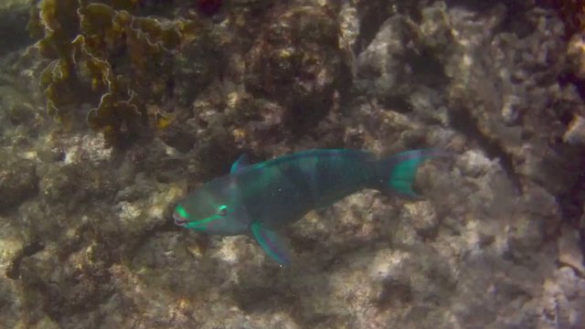Blue parrotfish in the Caribbean sea