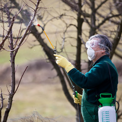 gardener applying an insecticide/a fertilizer to his fruit