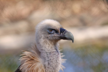 griffon vulture