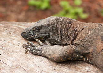 head and claws of an Goanna
