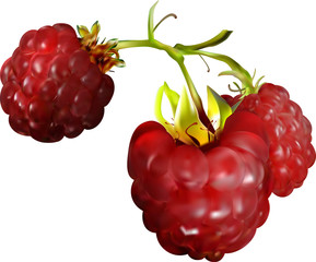 raspberry