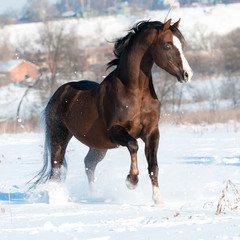 Fototapeta na wymiar Walijski ogier pony biegnie galopem w zimie