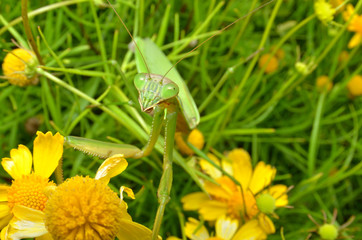 カマキリ