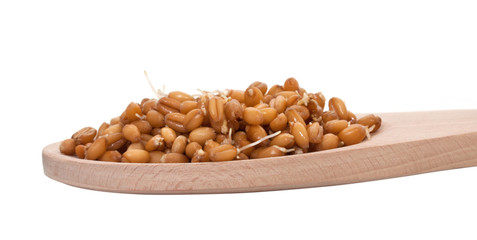 Sprouted wheat grain closeup on white background