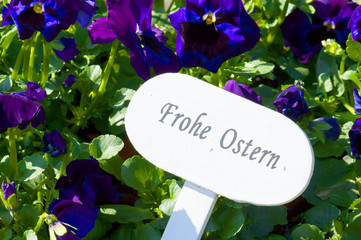 Stiefmütterchen
