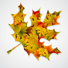 Maple Leaf Background