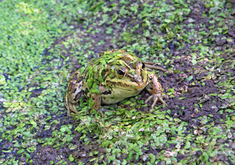 frog in marsh amongst duckweed